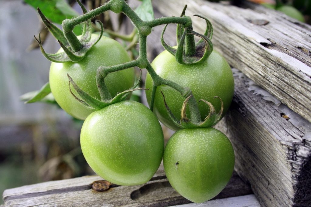 Gruene Tomaten - Hungry for Science