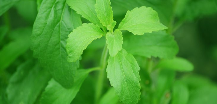 Stevia-Pflanze