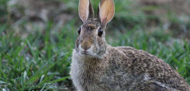 Hase in grüner Wiese