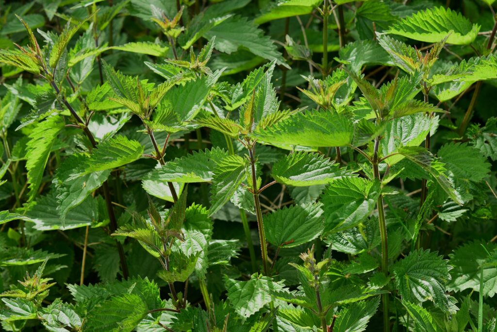 Wildkräuter Brennessel