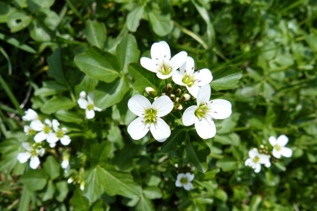 Wildkräuter Brunnenkresse