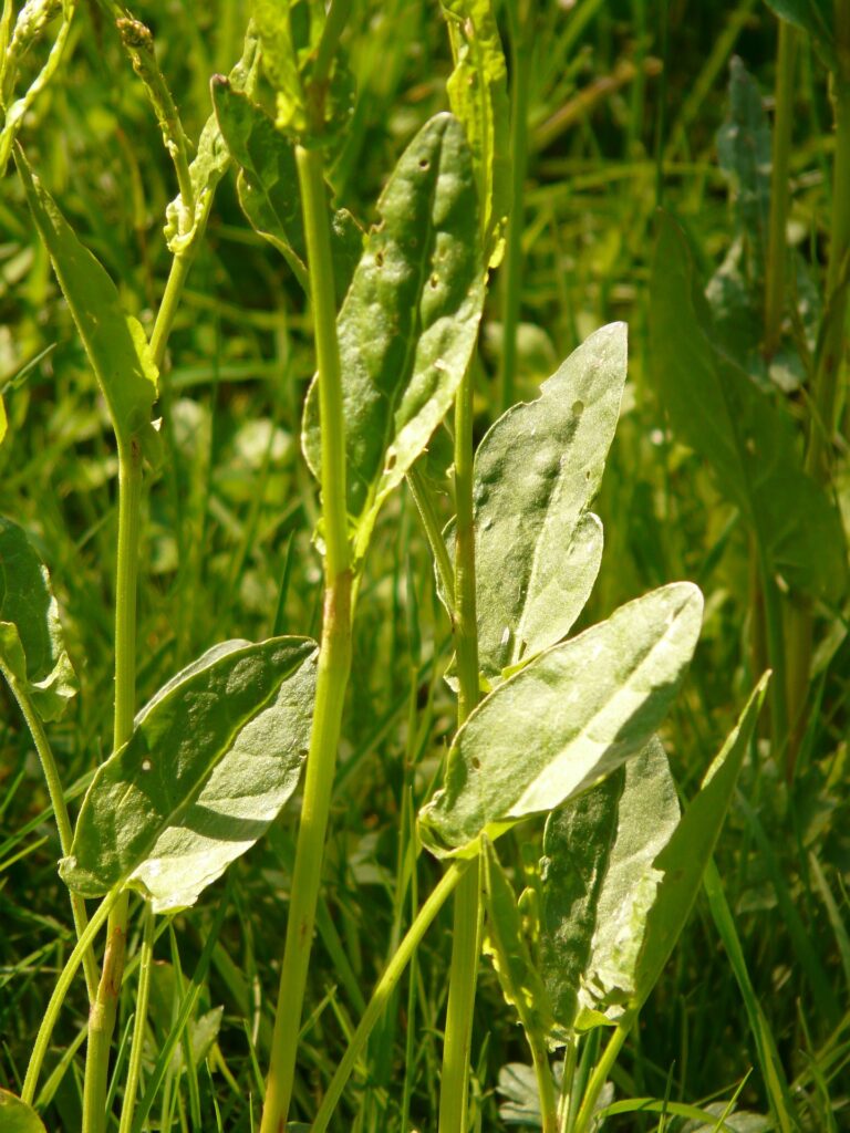 Wildkräuter Wiesen-Sauerampfer