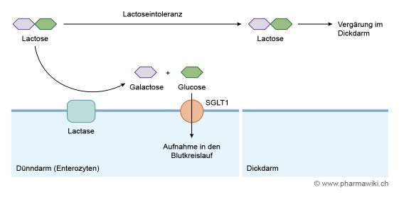 Eine Abbildung zeigt: Laktase spaltet Laktose in Galaktose und Glukose. Bei Laktoseintoleranz ist dieser Vorgang gestört.