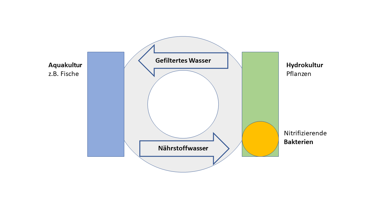 Schematische Darstellung einer Aquaponikanlage