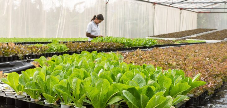 Salatpflanzen in Hydrokultur im Gewächshaus